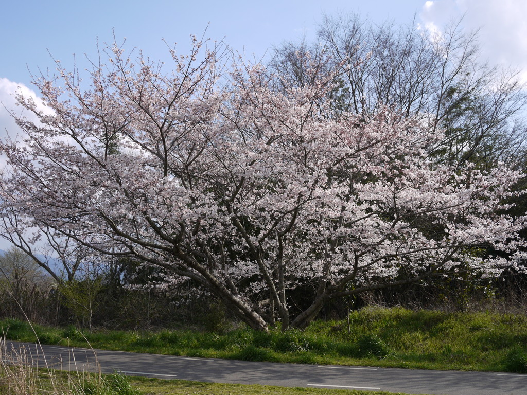 桜咲くよサクラサクよさくら