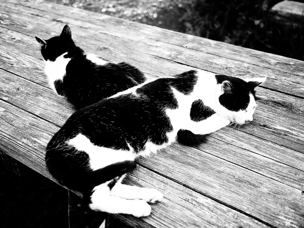 牧場猫物語～キャスト～