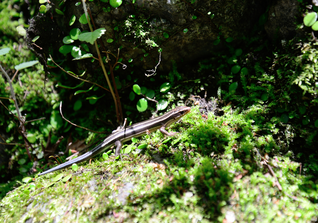 カナヘビ