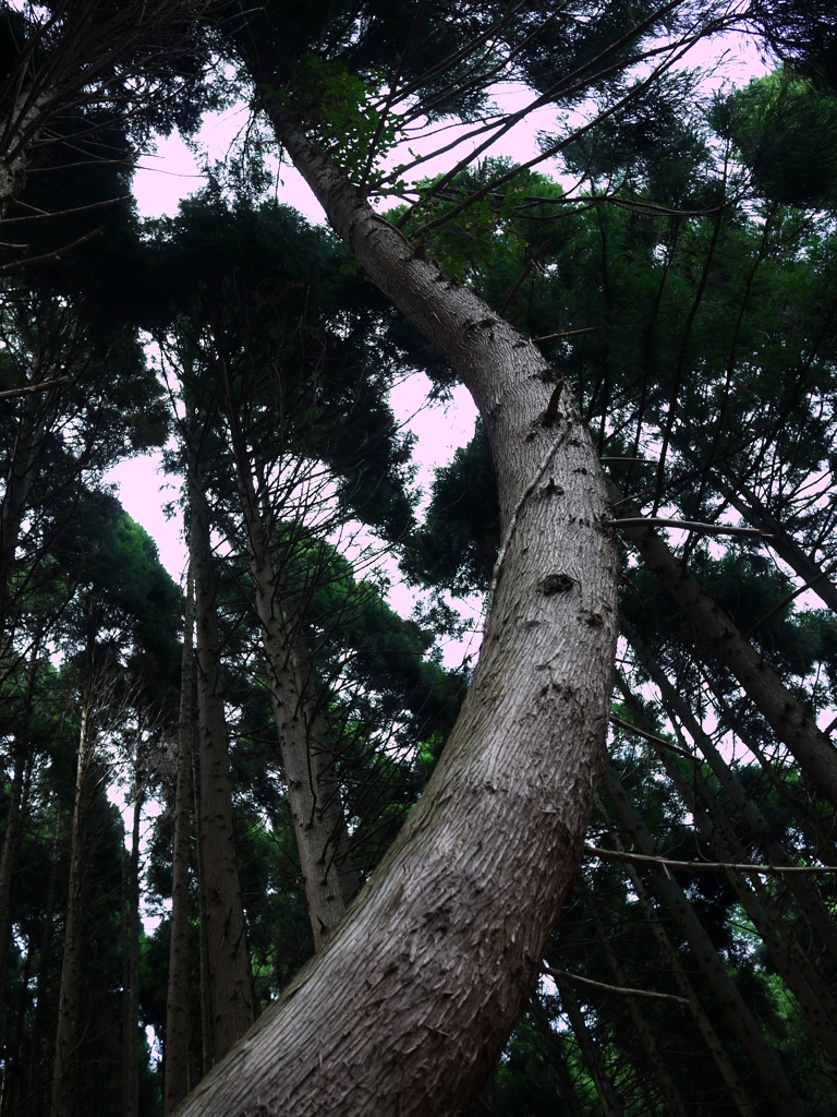 金剛山のど根性松