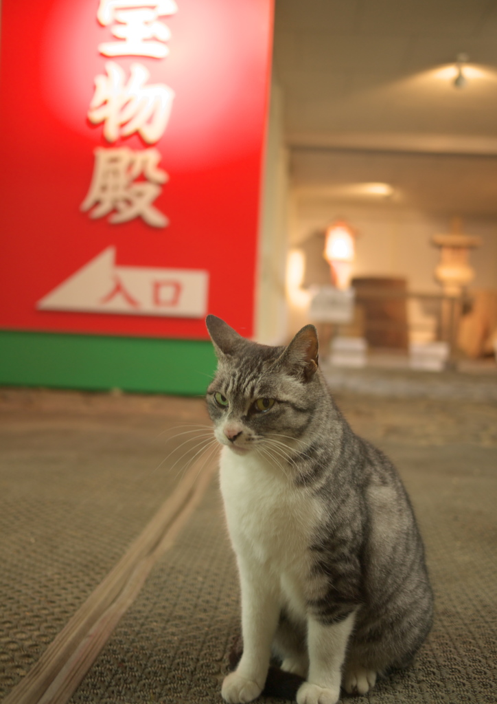 宝物殿の番猫