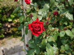 DEEP RED ROSE