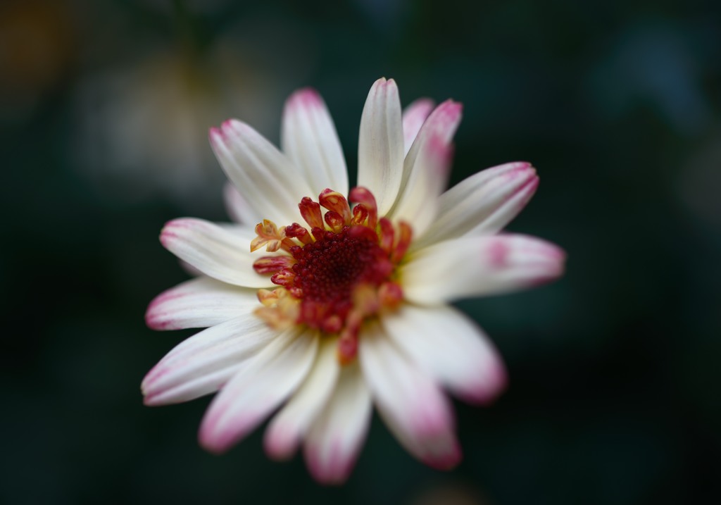 MARGUERITE
