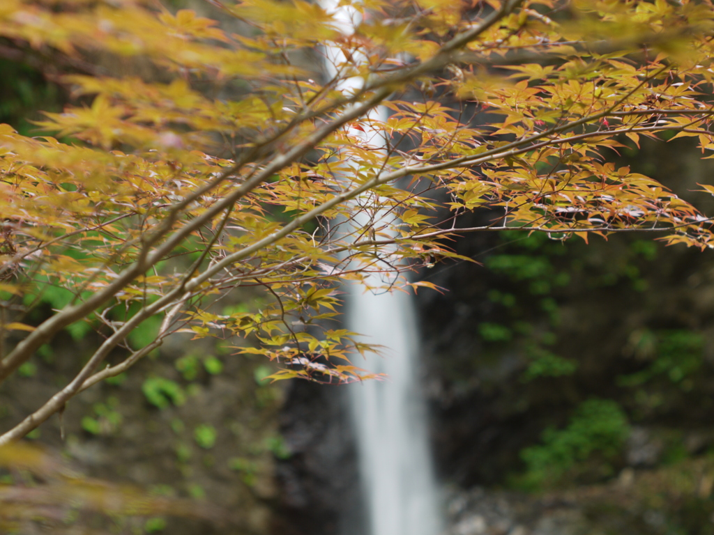 季節はずれの紅葉と投石の滝