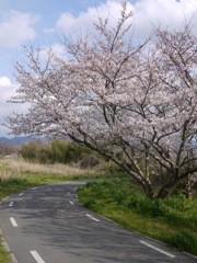 桜カーブ