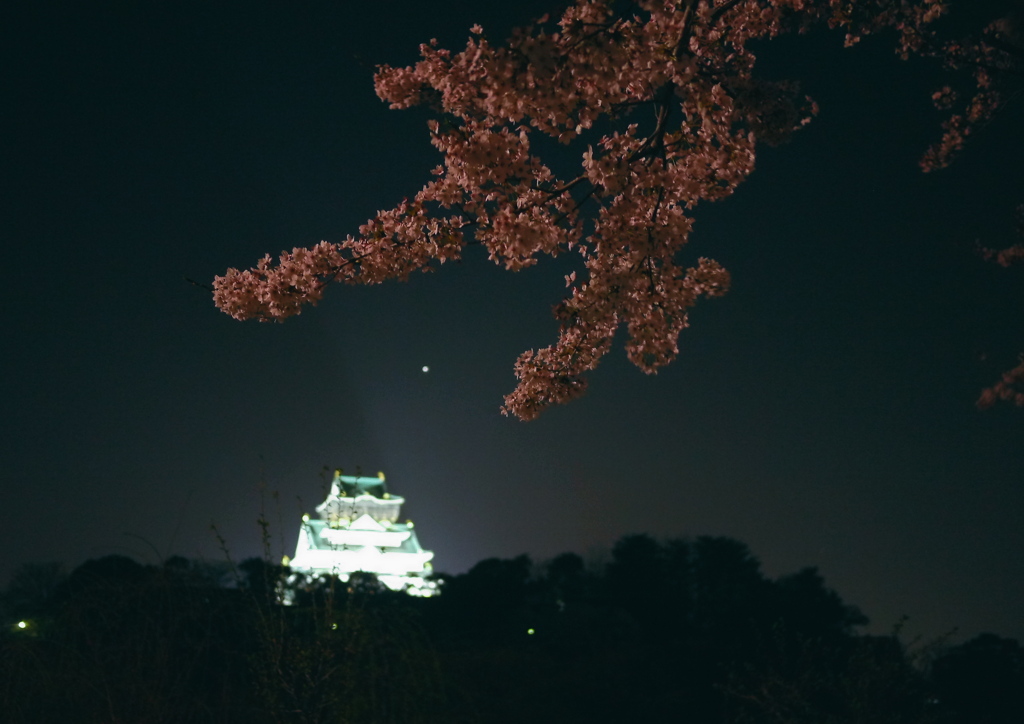 桜と大阪城