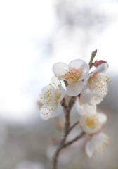 梅Ⅰ～道明寺天満宮～