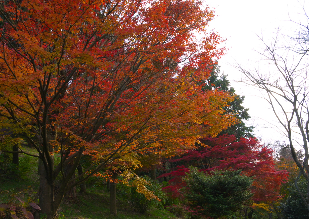 紅葉Ⅰ～二上山～