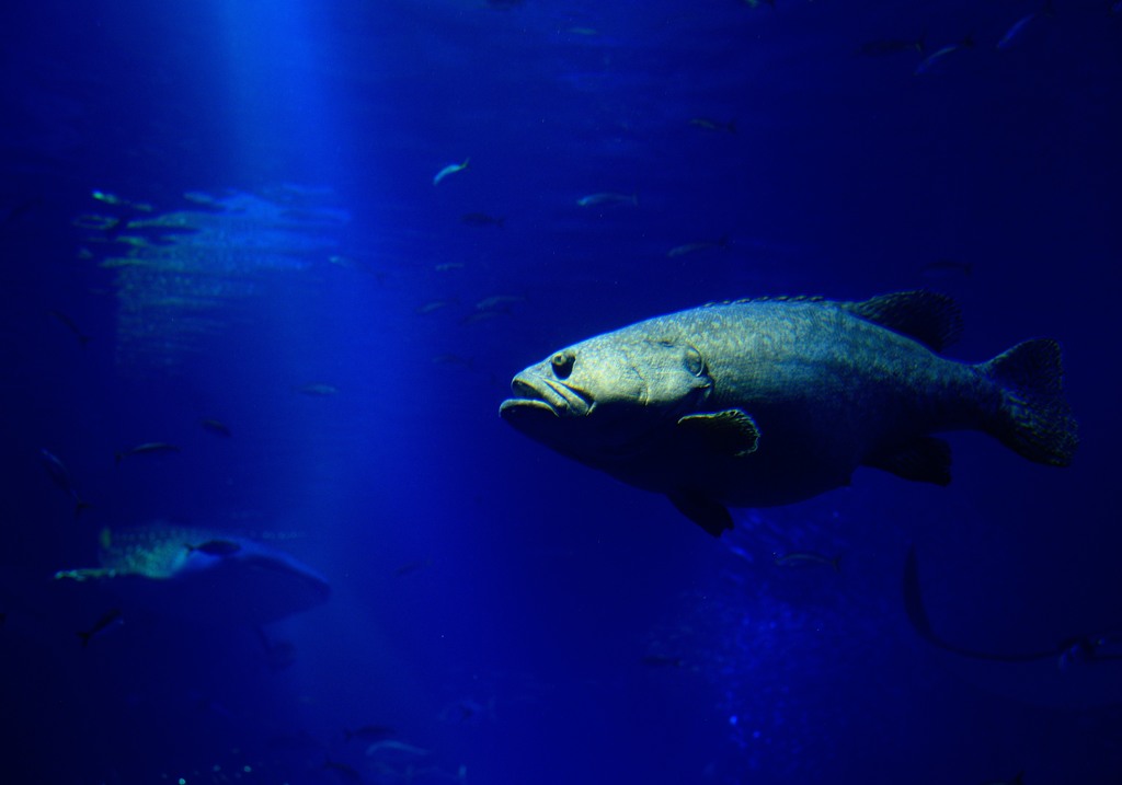 BLUE PLANET