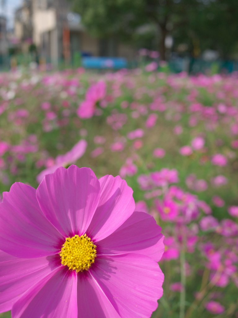 COSMOS