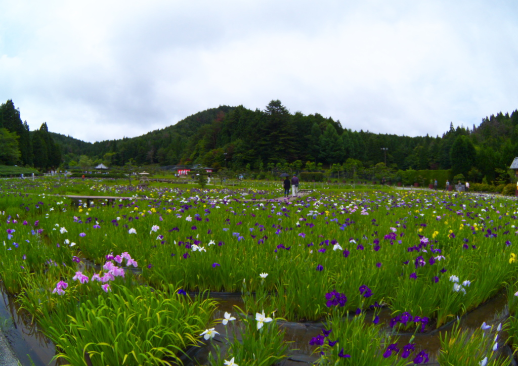 しょうぶ園～永澤寺～