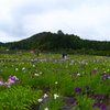 しょうぶ園～永澤寺～