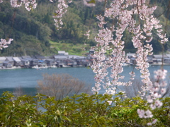 舟屋群を望む桜1
