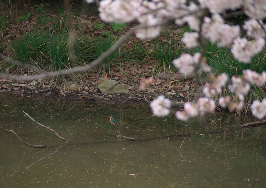 サクラとカワセミ