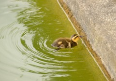 カルガモの赤ちゃんⅡ