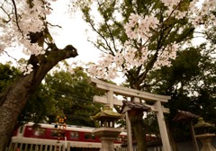 桜～澤田八幡神社～