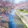 河川敷の桜