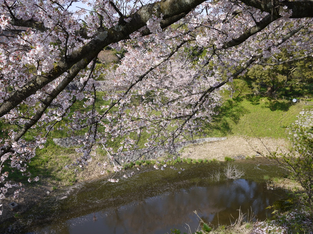 桜