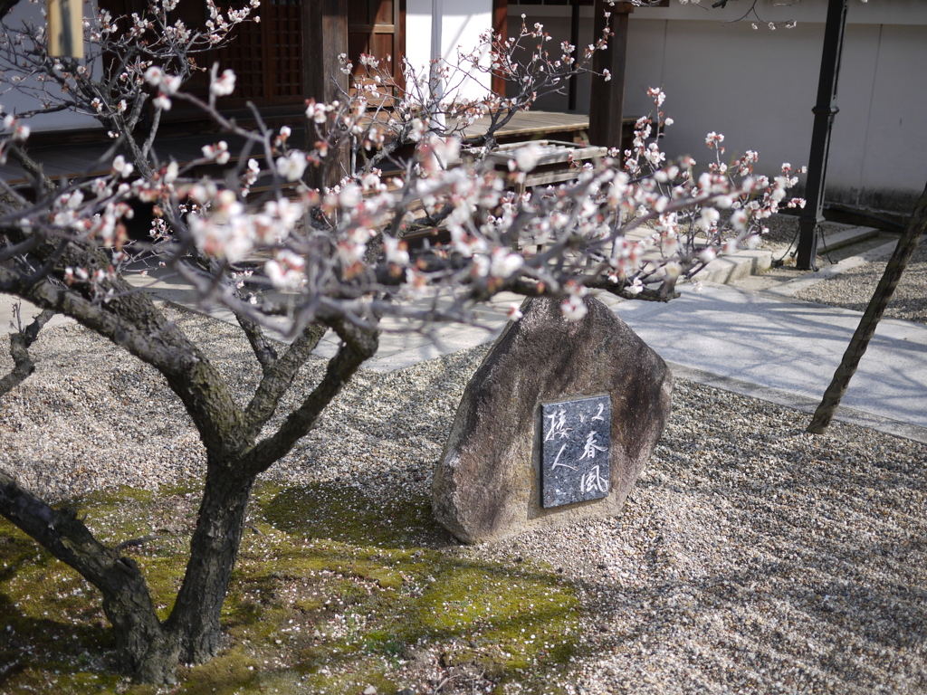 道明寺の梅