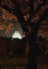 大阪城とさくら