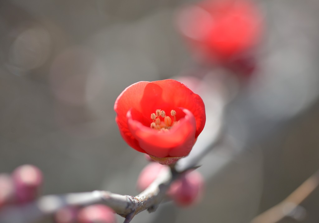 紅梅