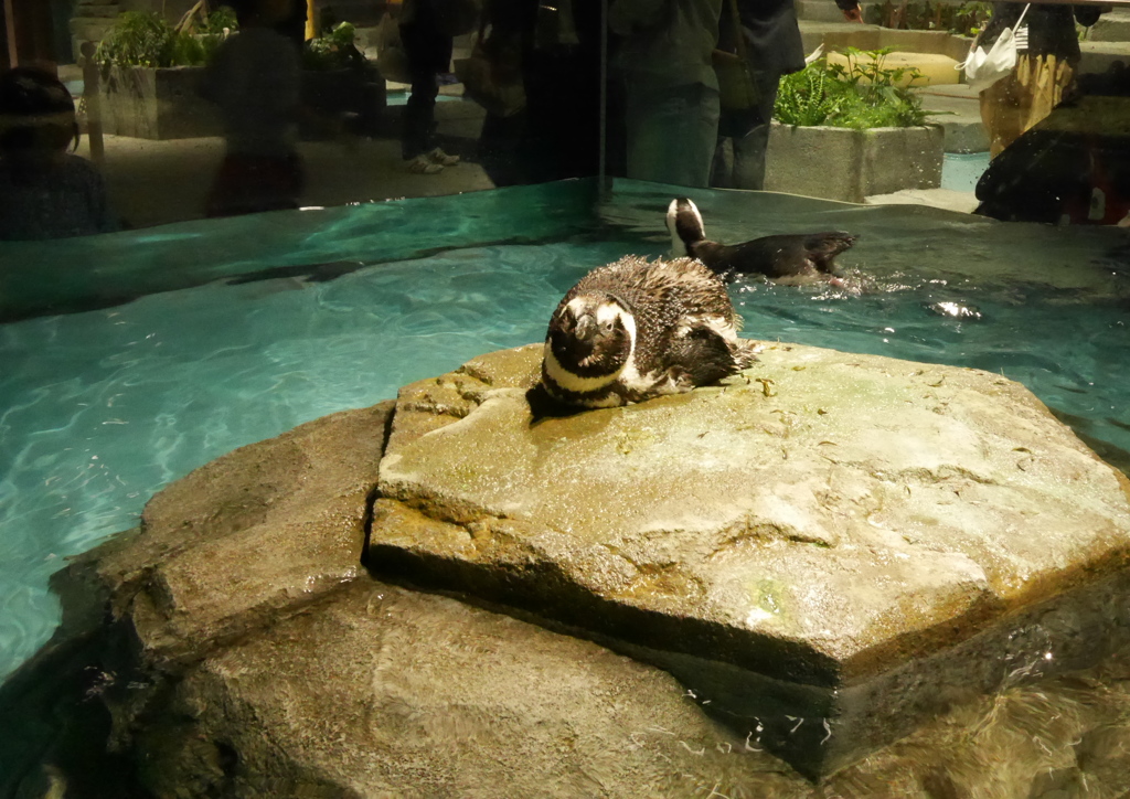 濡れペンギン
