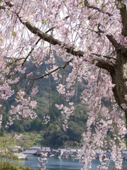 舟屋群を望む桜2