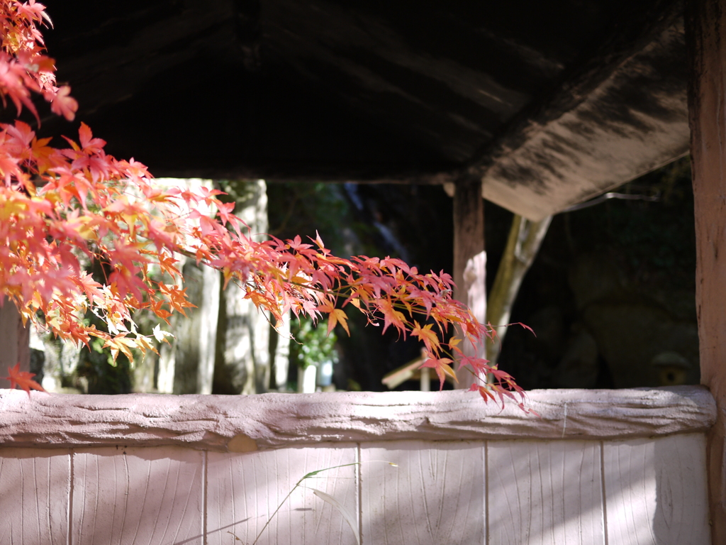 紅葉
