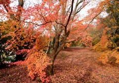 紅葉～弘川寺～