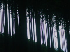 迷いの森