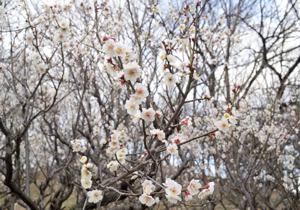 UMEⅠ~古室山古墳~