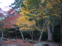宮島の紅葉信号