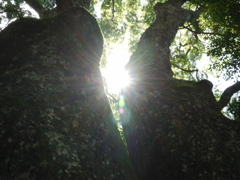 太陽を見る為の木
