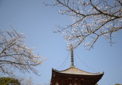 桜と多宝塔