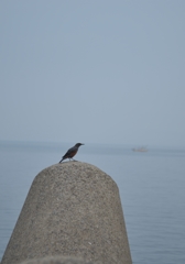 イソヒヨドリ～小浜温泉～