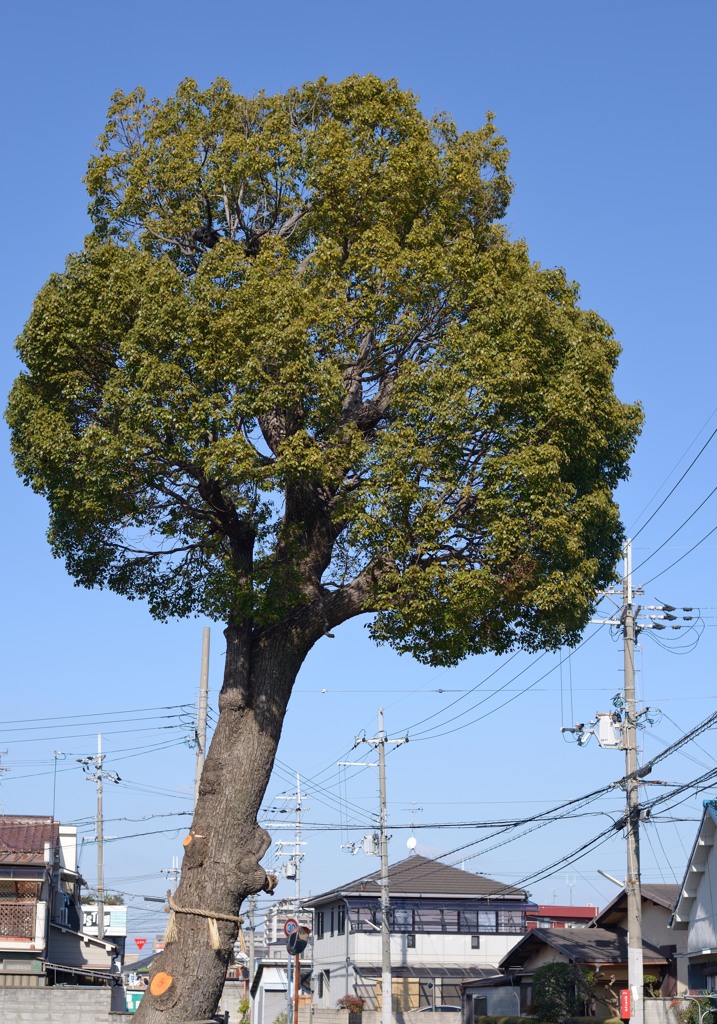 大きな木