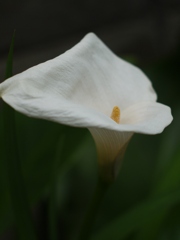 CALLA