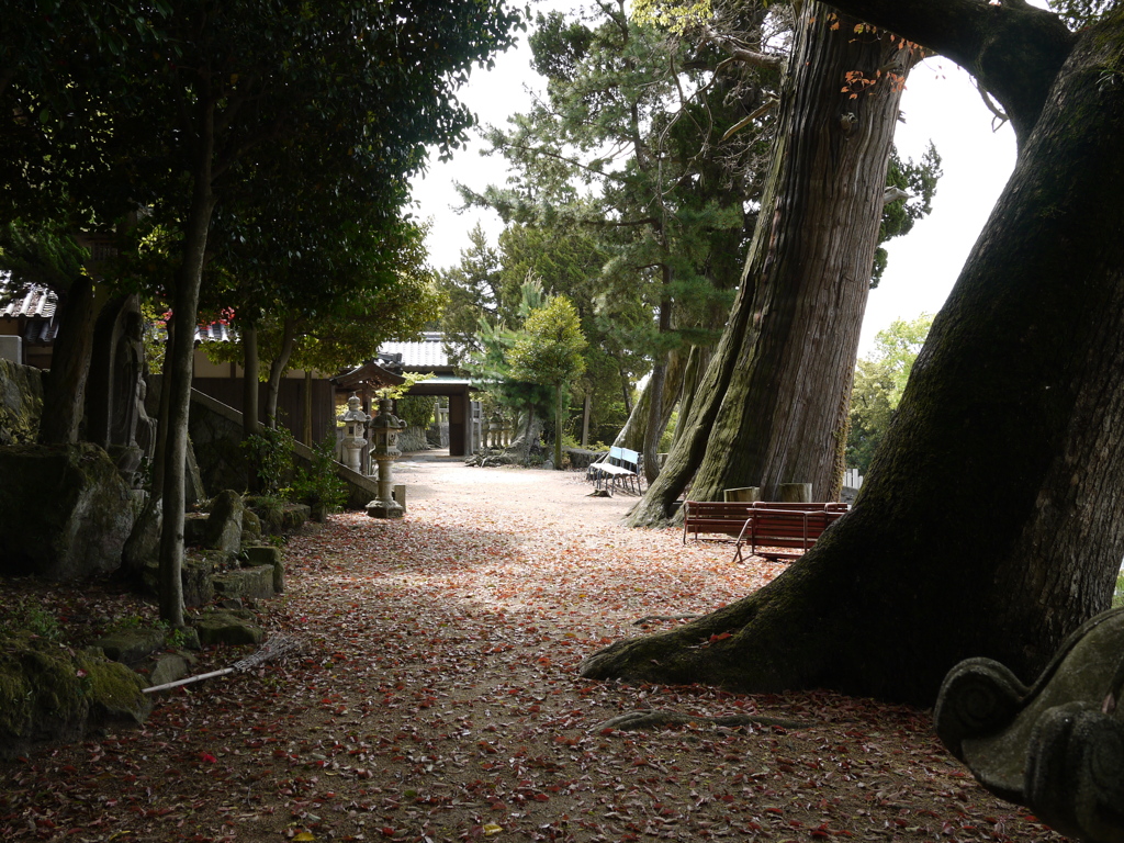 静寂と巨木