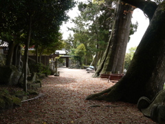 静寂と巨木