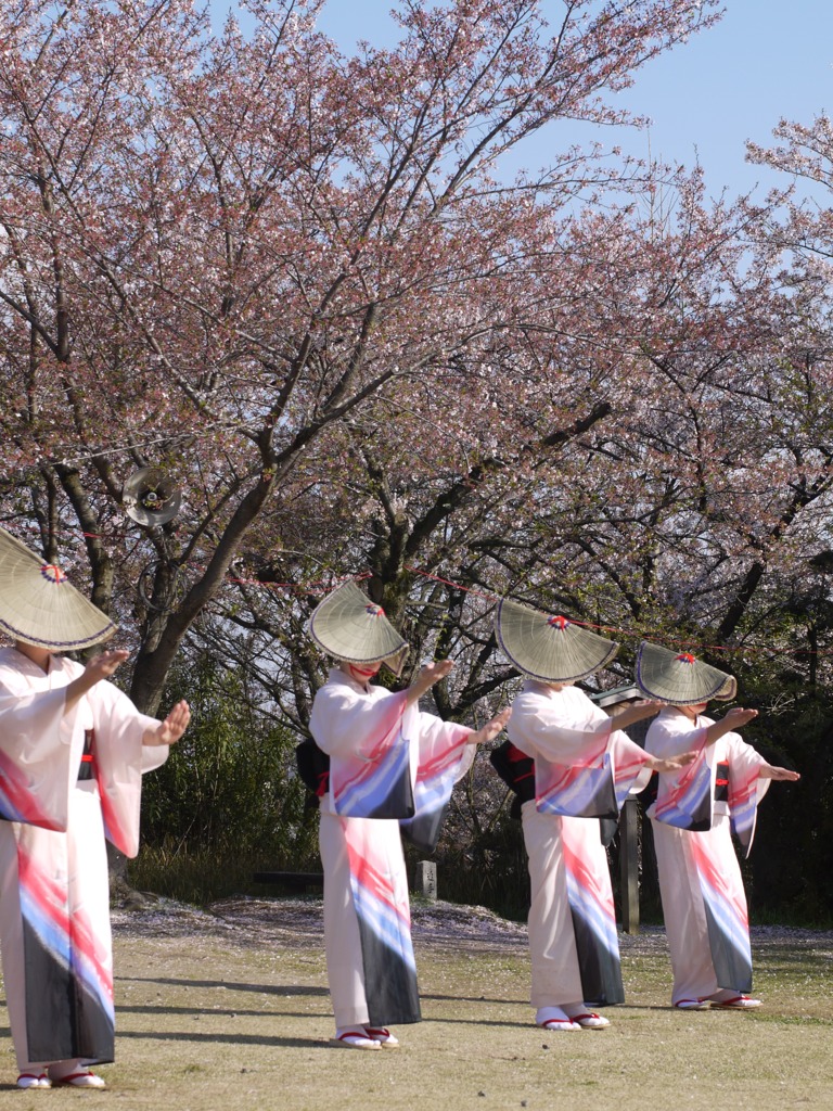 おわら風の盆とさくら