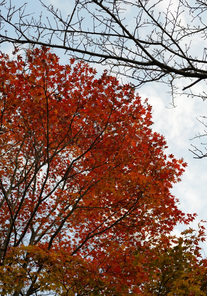 紅葉Ⅱ～二上山～