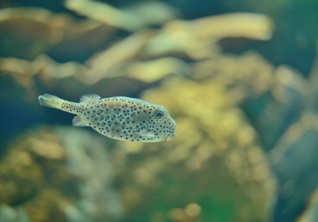 魚Ⅰ