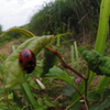 テントウムシ～生石高原～