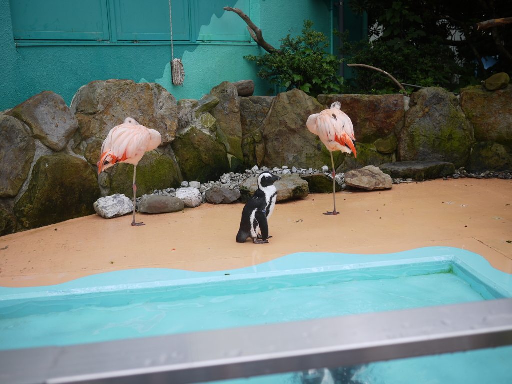 ペンギン with フラミンゴダンサーズ