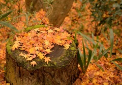 紅葉Ⅲ～高貴寺～