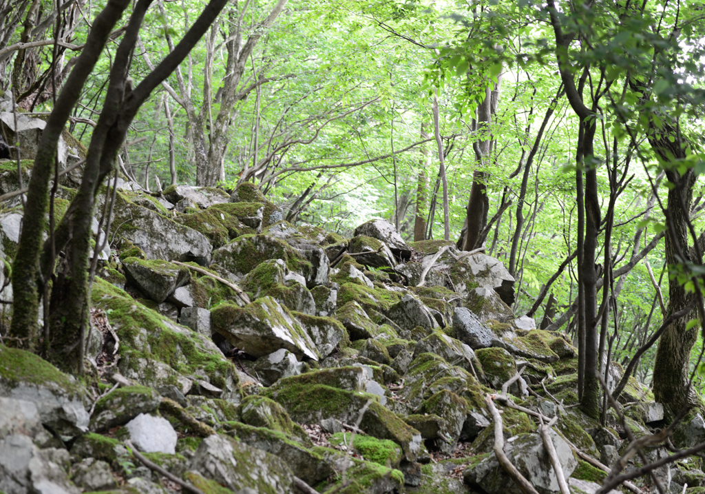 苔のむすまで