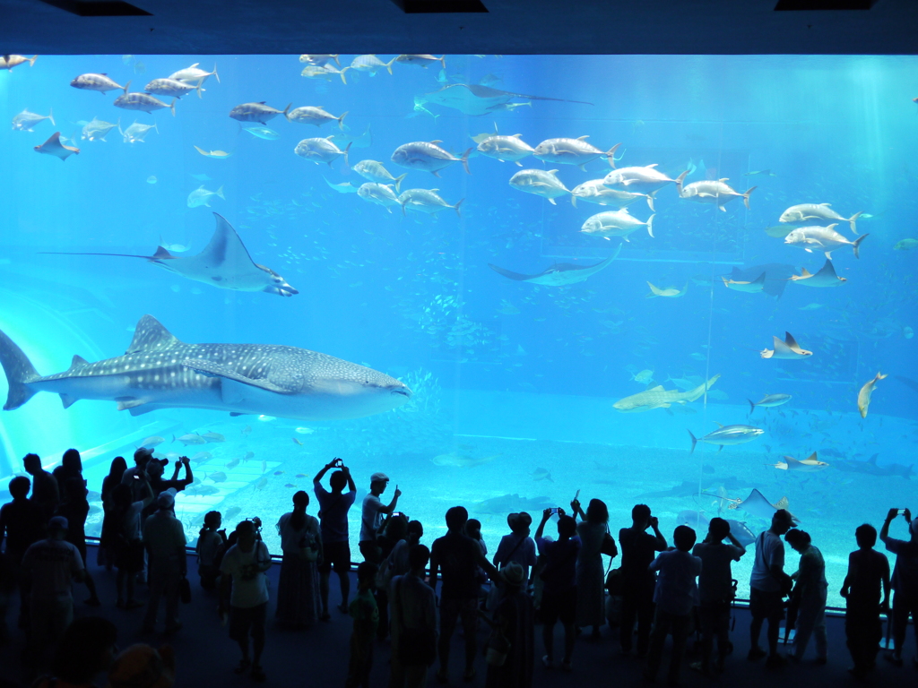 美ら海のパノラマ
