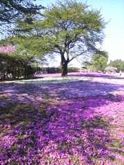 大地に桜　空に緑