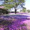 大地に桜　空に緑