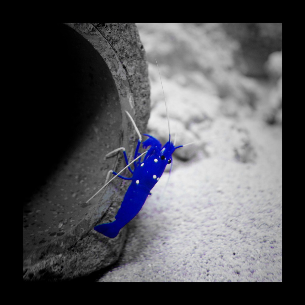 【Shrimp】